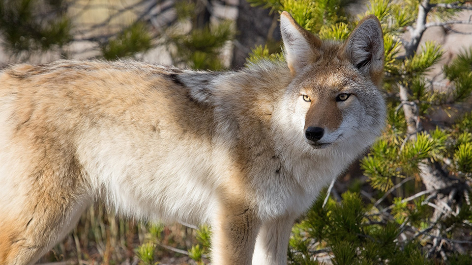 How Common Are Coyote Attacks?