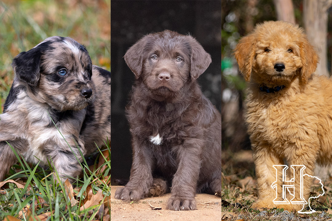 Aussiedoodles, Labradoodles, Goldendoodles and Pugs