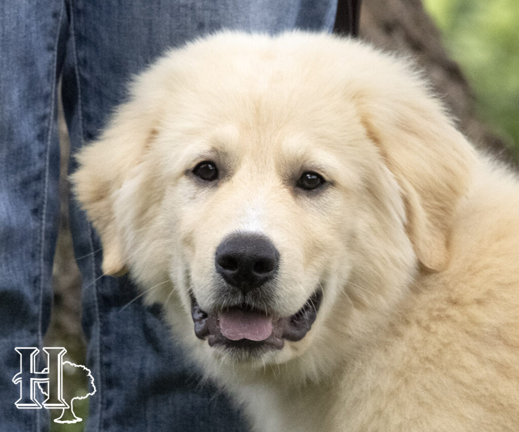 Golden Pyrenees Puppies 2023 Homestead Oaks