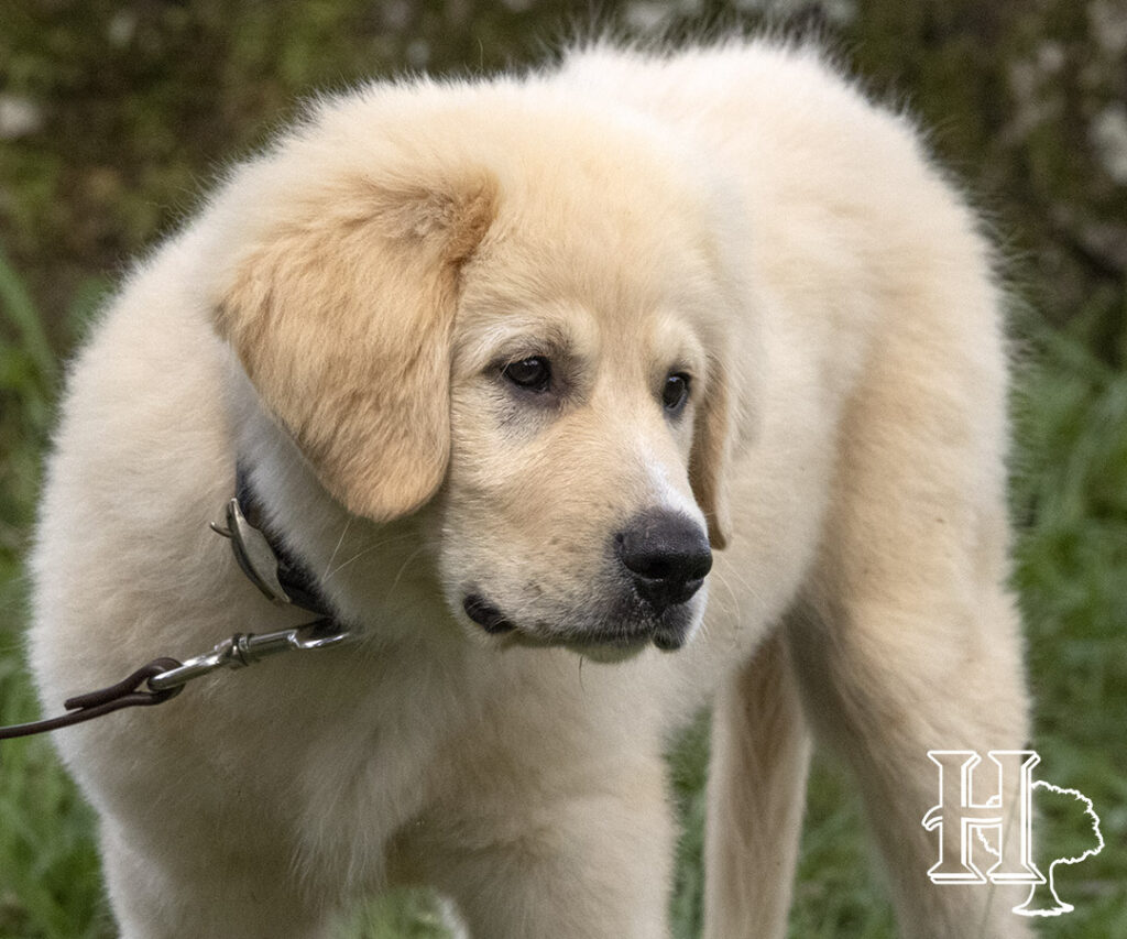 Golden Pyrenees Puppies 2023 Homestead Oaks
