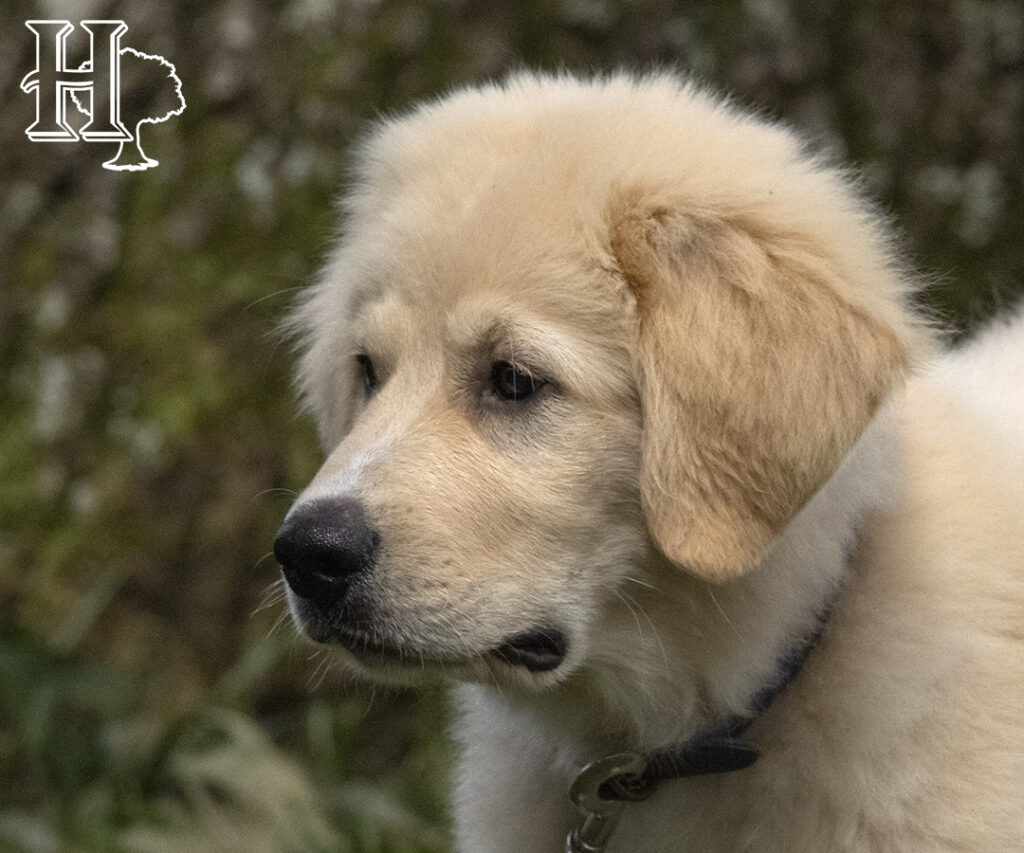 Golden Pyrenees Puppies 2023 Homestead Oaks