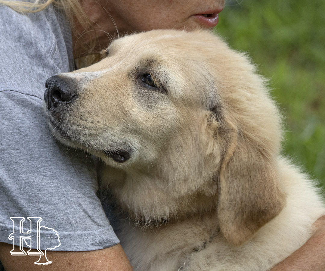 Puppies For Sale Homestead Oaks