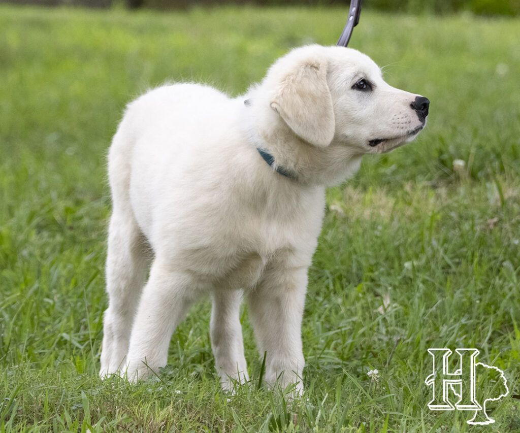 Golden Pyrenees Puppies 2023 Homestead Oaks