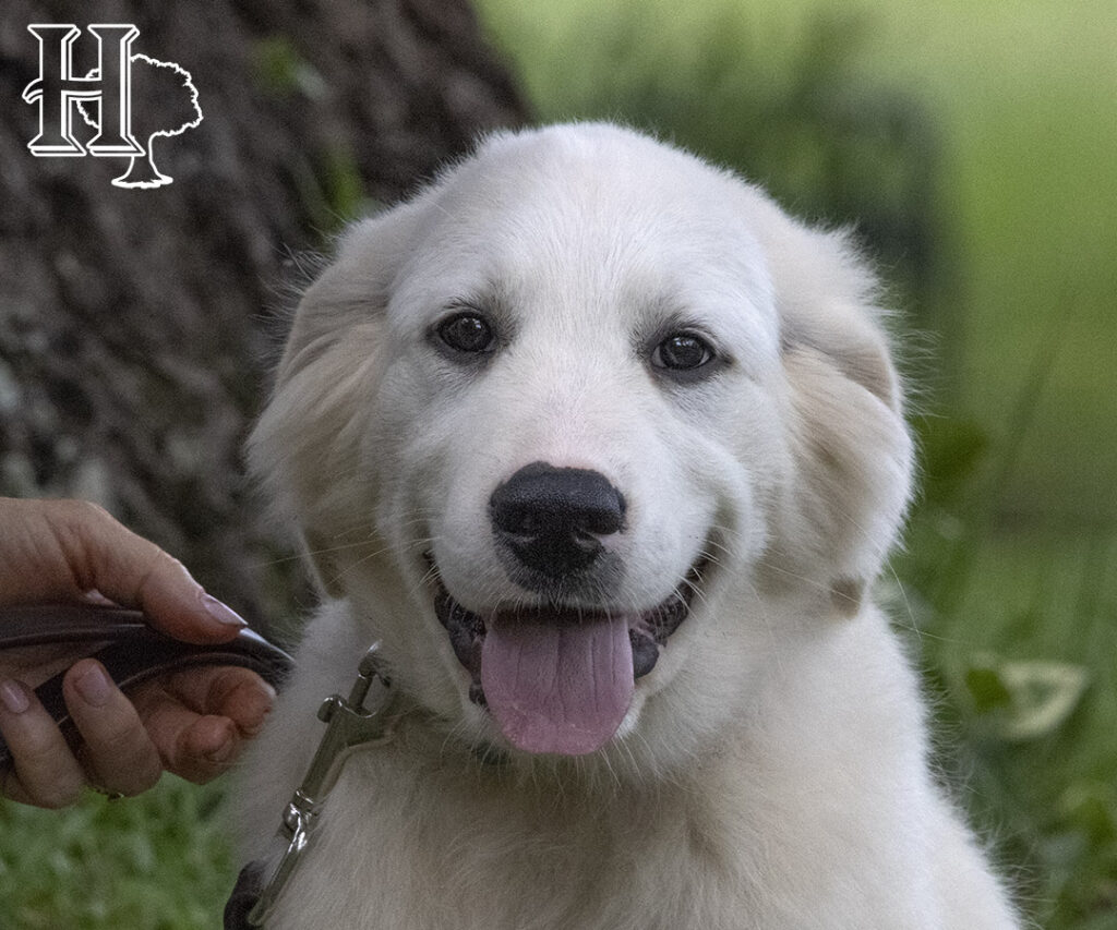 Golden Pyrenees Puppies 2023 Homestead Oaks