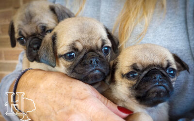 North Carolina Pug Puppies